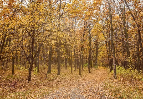 Estrada no parque de outono com folhas douradas — Fotografia de Stock