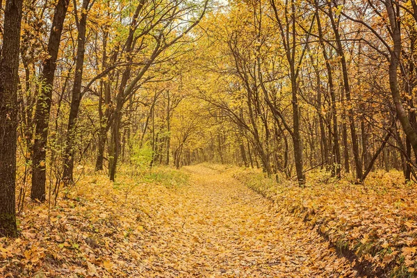 Sonbahar Park. Sonbahar ağaç ve yaprak