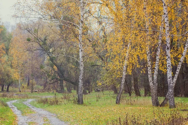 Podzimní les se žlutými břízami — Stock fotografie
