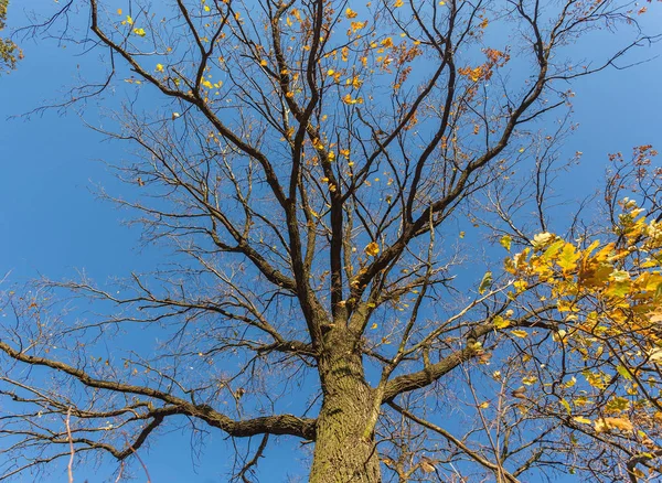 çıplak bir ağaç dalı 