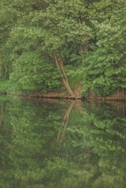Yumuşak güzel kabarık kokulu beyaz wattle akasya