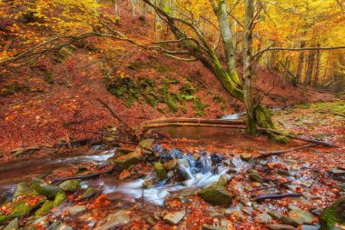 Orman, altın sonbahar Avrupa peyzaj sonbahar stream