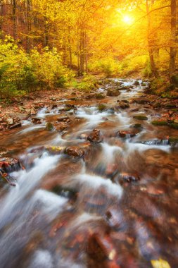 Sarı ağaç bitki örtüsü ve orman kayalara sonbahar creek koruyu