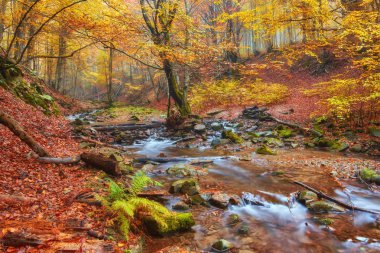 hızlı dağ nehir Güz.
