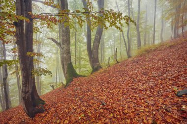 Orman iz sonbahar günü dağlarda.