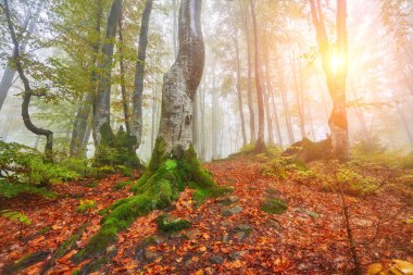 Sisli ahşap sonbahar manzara