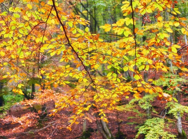 Árvore de outono com folhas de outono amarelas — Fotografia de Stock
