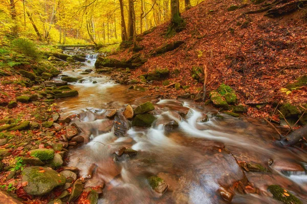 Jesień las potoku żółty drzew liści i skały w lesie — Zdjęcie stockowe