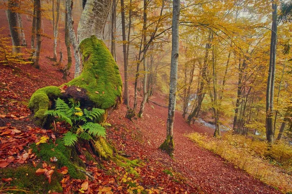 สูงในภูเขาของ Carpathians และ Hutsul ตั้งอยู่ทางเดินกับป่าโบราณที่ยักษ์โบราณพบกันในฤดูใบไม้ร่วงป่า . — ภาพถ่ายสต็อก