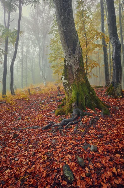 Paisagem de outono em madeira nebulosa — Fotografia de Stock