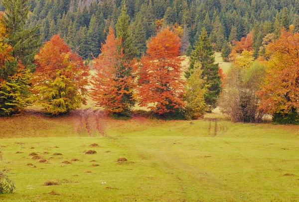 Krajina pěkný fantasy Forest s creek v zlatý podzim. — Stock fotografie