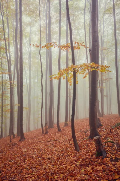 Paesaggio autunnale in legno nebbioso — Foto Stock