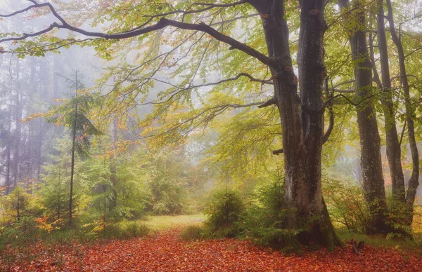 Paesaggio autunnale in legno nebbioso — Foto Stock