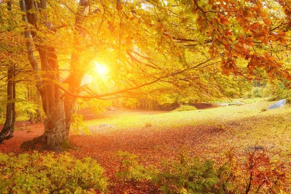 Mooie fantasy Forest met creek in een gouden herfst landschap. — Stockfoto