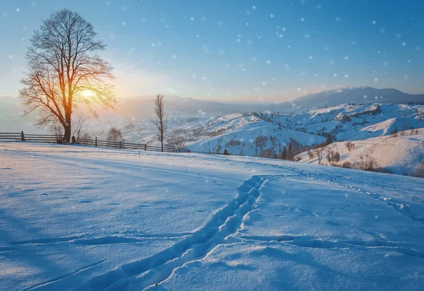 Vinterlandskap med massor av snö och träd — Stockfoto