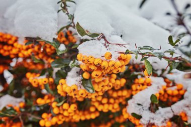 Beautiful brunches of orange rowan berries under the first snow. clipart