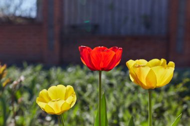Bahar Lale güneş ışınları altında çayır üzerinde