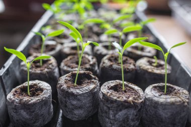 Genç taze fide plastik kaplarda duruyor. Salatalık plantasyon. sera salatalık tarımı.