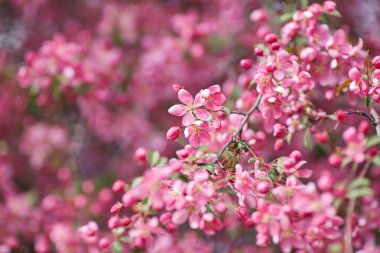 Güzel çiçek şube