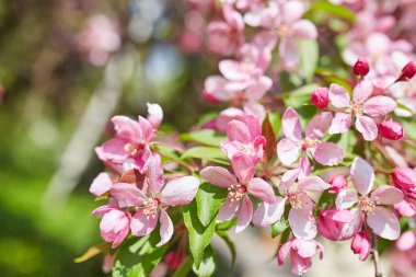 Güzel çiçek şube