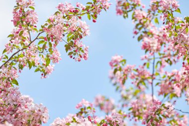 Güzel çiçek şube