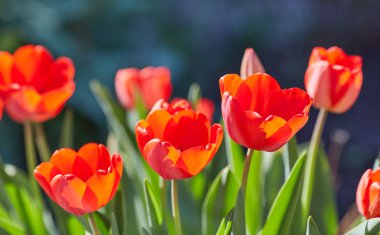 Lale çiçek yakın çekim