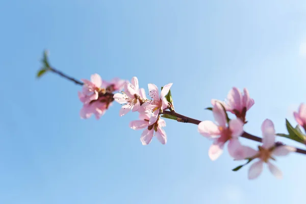 La belle branche en fleurs — Photo