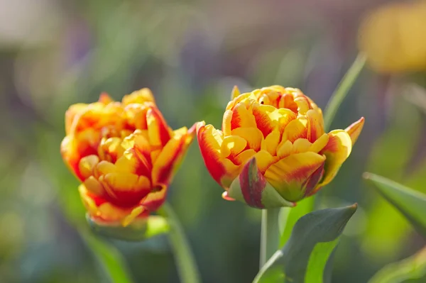 Fiori di tulipano in primo piano — Foto Stock