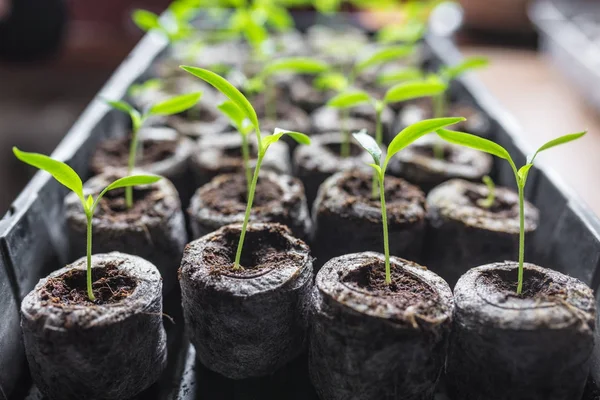 Nové sazenice stojí v plastových kelímcích. okurka plantáž. Pěstování okurek ve skleníku. — Stock fotografie