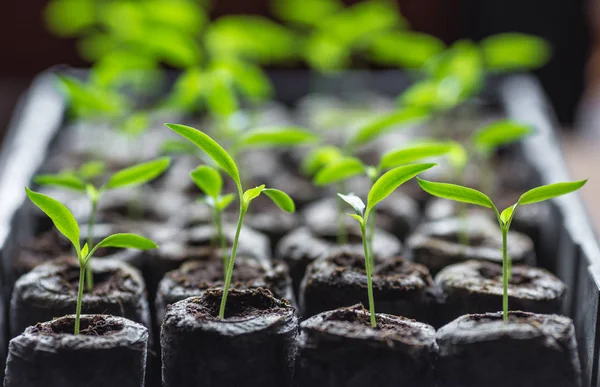 Junger frischer Sämling steht in Plastiktöpfen. Gurkenplantage. Anbau von Gurken im Gewächshaus. — Stockfoto