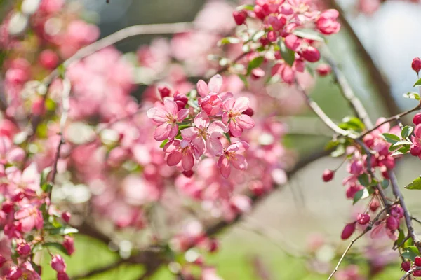 Den vackra blommande grenen — Stockfoto