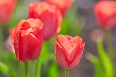 Lale çiçek yakın çekim