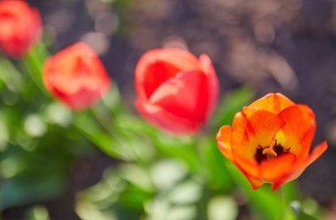 Lale çiçek yakın çekim