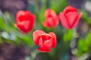 Lale çiçek yakın çekim