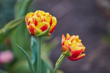 Bahar Lale güneş ışınları altında çayır üzerinde