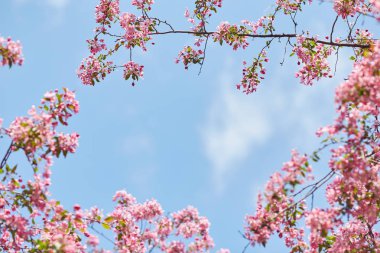 Güzel çiçek şube