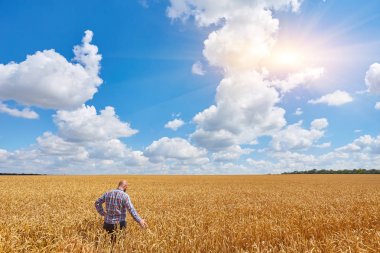 Bir buğday tarlasında duran çiftçi