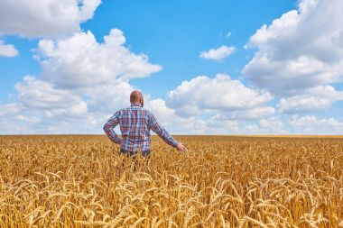 Bir buğday tarlasında duran çiftçi