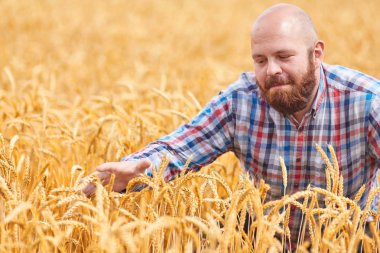 buğday alanı yürüyüş çiftçi