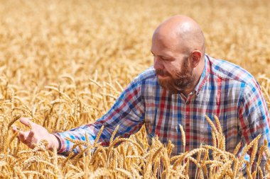 Bir buğday tarlasında duran çiftçi
