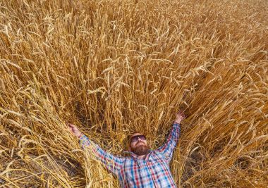 Bir çiftçi veya alında saç çizgisi hipster yalan buğday alanında