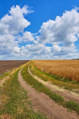 kırsal yol ile buğday ile alanlar