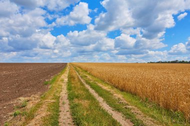 kırsal yol ile buğday ile alanlar