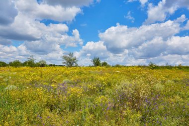 Dağ Vadisi üzerinde gündoğumu çiçek büyük alan.
