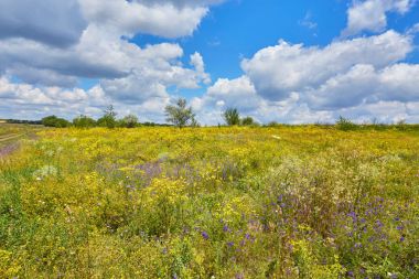 Dağ Vadisi üzerinde gündoğumu çiçek büyük alan.