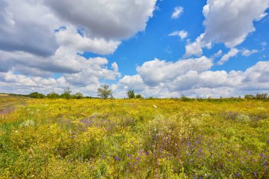 Dağ Vadisi üzerinde gündoğumu çiçek büyük alan.