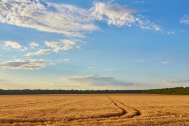 Altın buğday tarlası