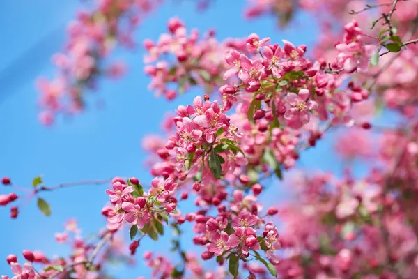 Den vackra blommande grenen — Stockfoto