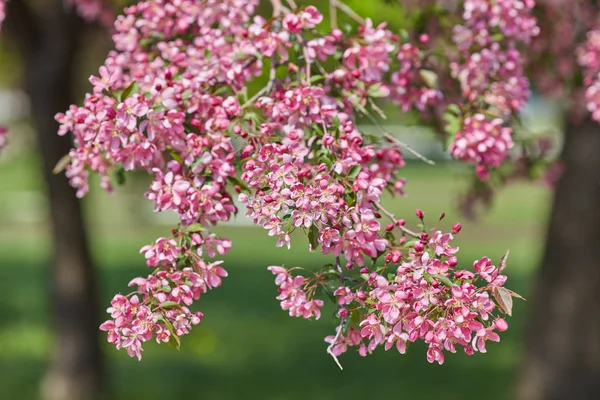 The beautiful blooming branch — Stock Photo, Image