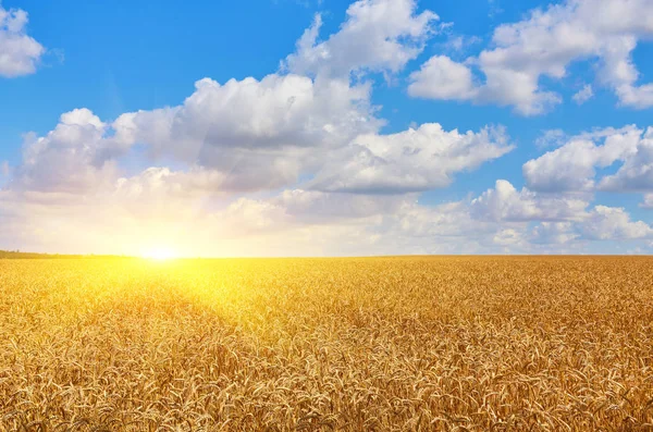 Campo di grano dorato — Foto Stock